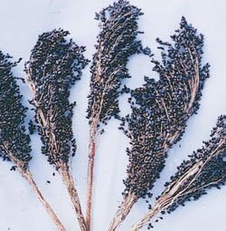 Sorghum Broom Corn Black Amber 250 Seeds by Hazzards