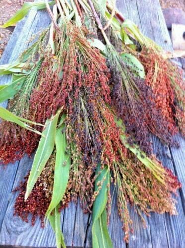 Broom Corn Seed Multi Color Crafts Home Accents Gold Red Bronze Purple Brown - Image 2