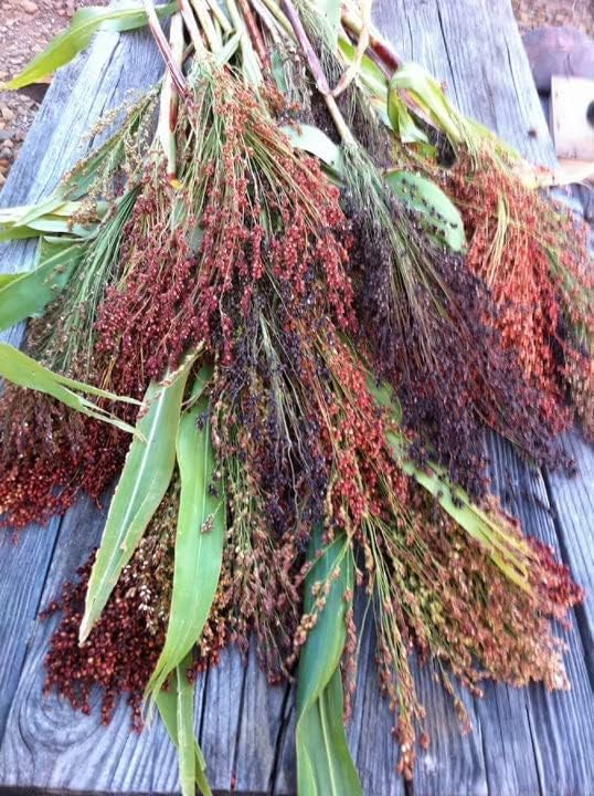 Rainbow Colors Broom Corn Seeds - Image 2