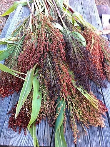 Broom Corn Seeds - Image 3