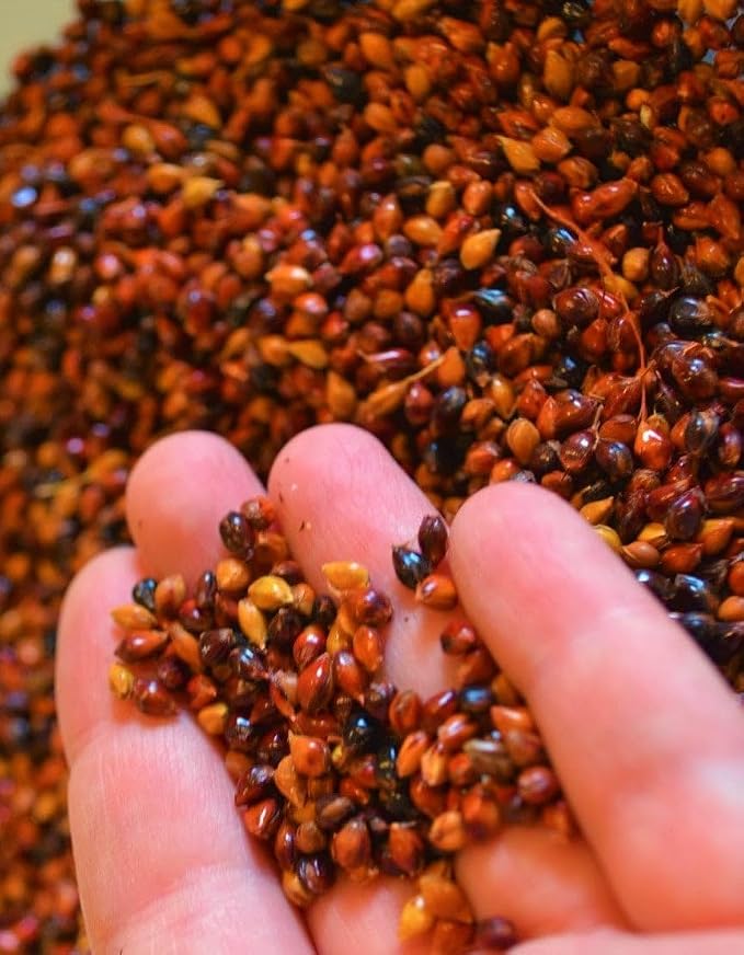 TomorrowSeeds - Red Broom Corn Seeds - 375+ Count - - Image 5