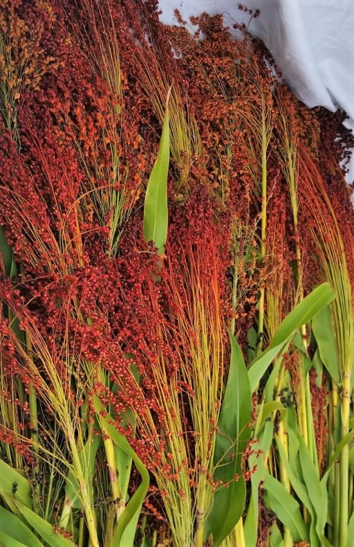 TomorrowSeeds - Red Broom Corn Seeds - 125+ Count - - Image 4