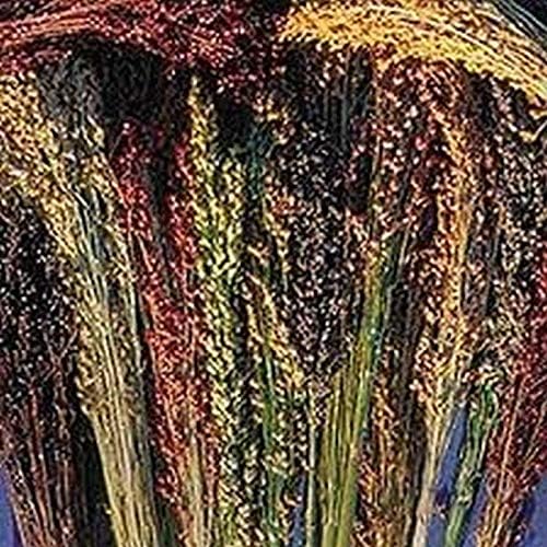 Multi-Colored Broom Corn Seeds by Unknown