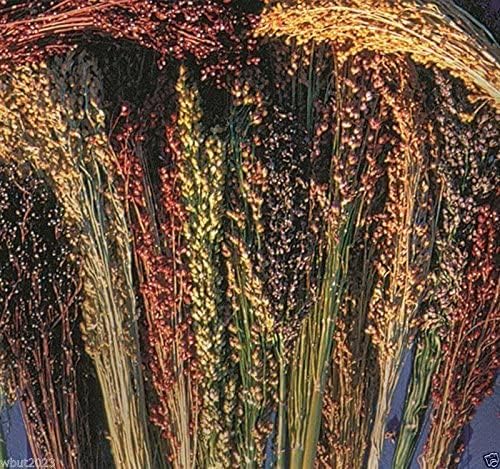Broom Corn Seeds - Image 2