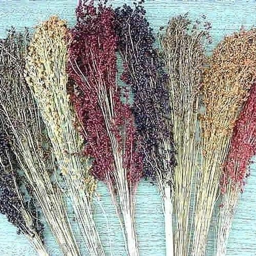 Broom Corn Seed Multi Color Crafts Home Accents Gold Red Bronze Purple Brown - Image 4