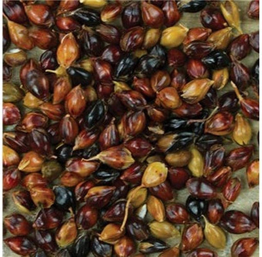 Multi-Colored Broom Corn Seeds - Image 2