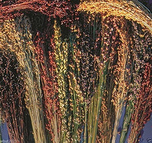 BROOM CORN SEEDS by Unknown