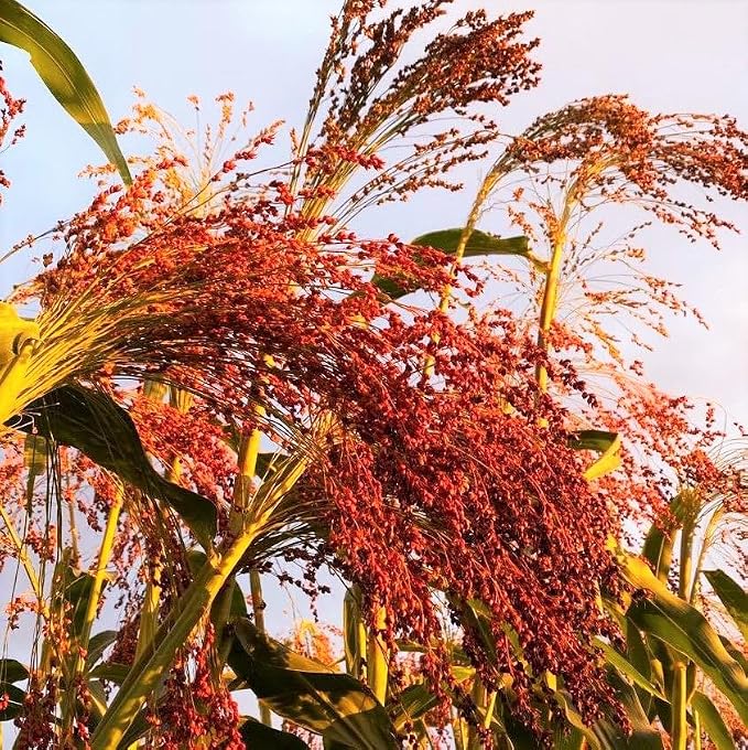 TomorrowSeeds - Red Broom Corn Seeds - 375+ Count - by TomorrowSeeds