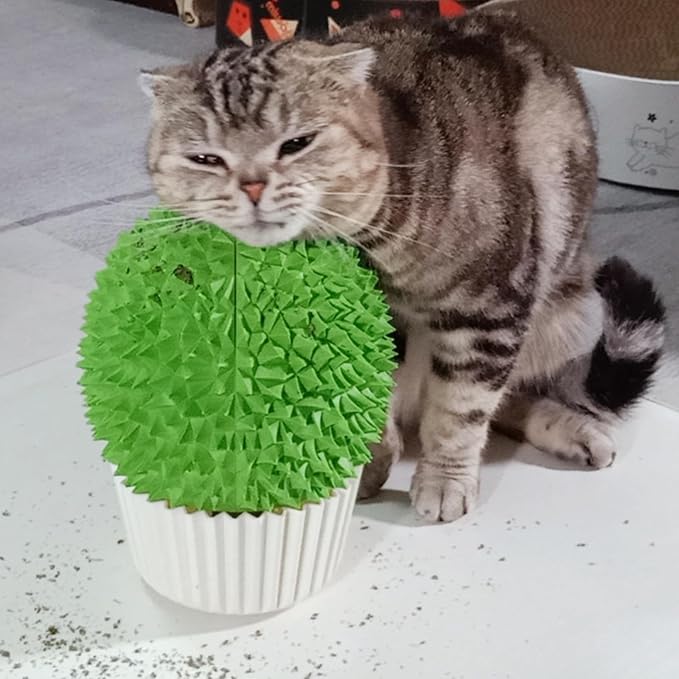 Catnip Feeder - Cat Face Scratcher Wall Corner Massage Comb by miwooim