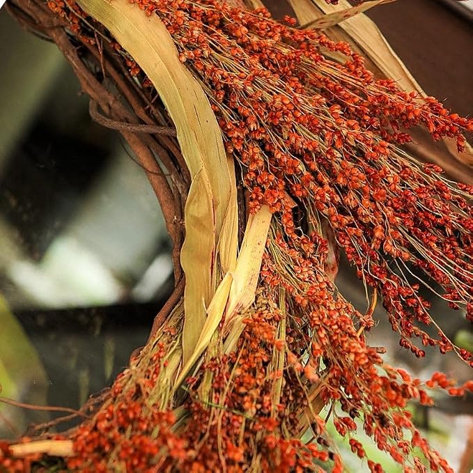 TomorrowSeeds - Red Broom Corn Seeds - 375+ Count - - Image 6