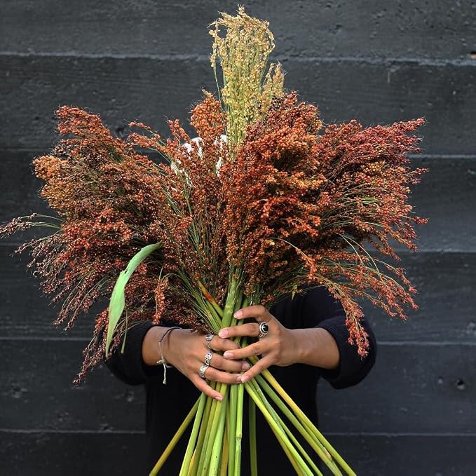 TomorrowSeeds - Red Broom Corn Seeds - 125+ Count - - Image 9