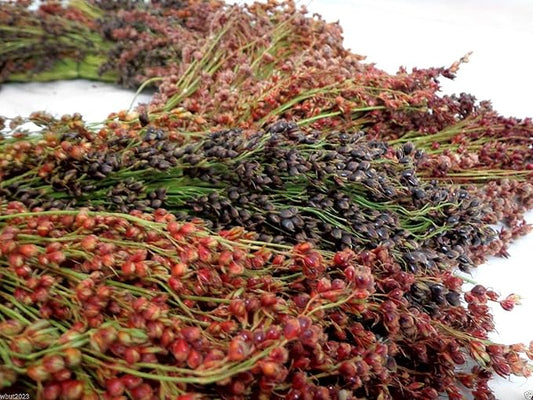 Broom Corn Seeds by CZGrain