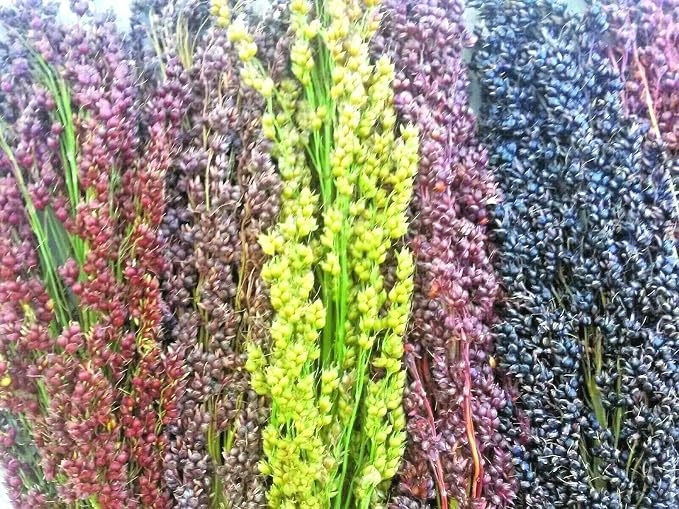 Broom Corn Seed Multi Color Crafts Home Accents Gold Red Bronze Purple Brown - Image 5