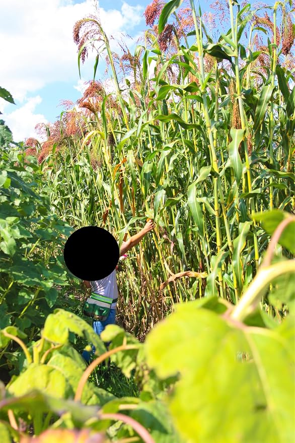 TomorrowSeeds - Red Broom Corn Seeds - 375+ Count - - Image 2