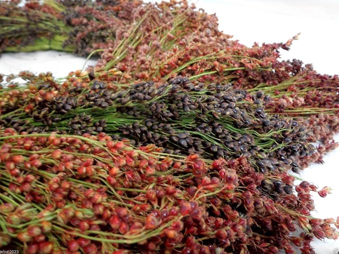 BROOM CORN SEEDS - Image 2