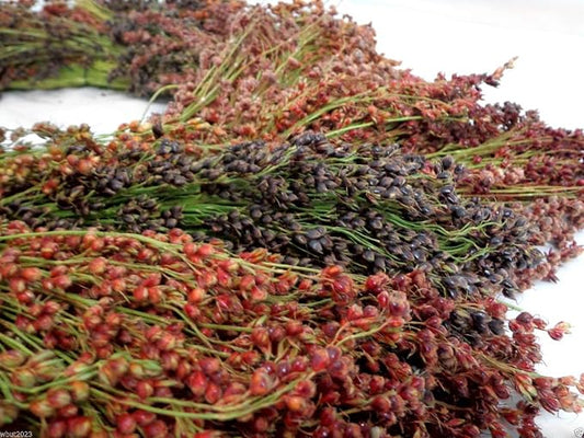 BROOM CORN SEEDS - Image 2