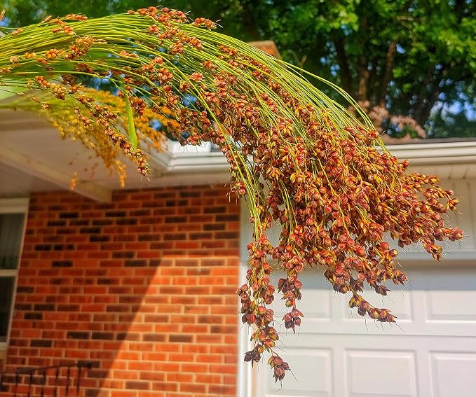 TomorrowSeeds - Red Broom Corn Seeds - 375+ Count - - Image 3