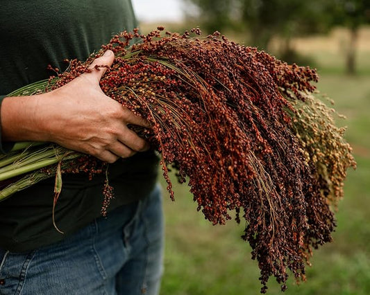 Multicolored Broom Corn - Image 2