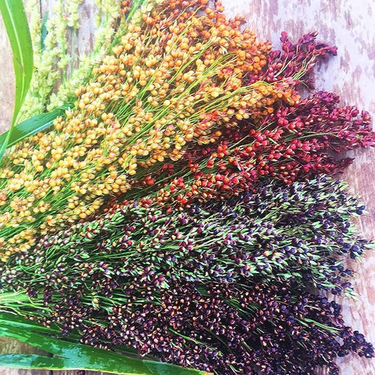 Rainbow Colors Broom Corn Seeds by CZGrain