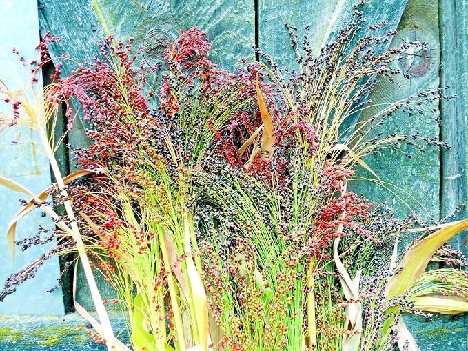 Broom Corn Seed Multi Color Crafts Home Accents Gold Red Bronze Purple Brown - Image 3