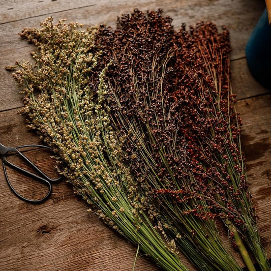 Multicolored Broom Corn by ThreshSeedCo